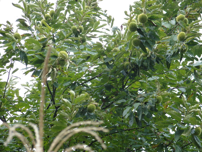 三元村和栗树湾村_百骑大栗树_昆明栗树头二手房