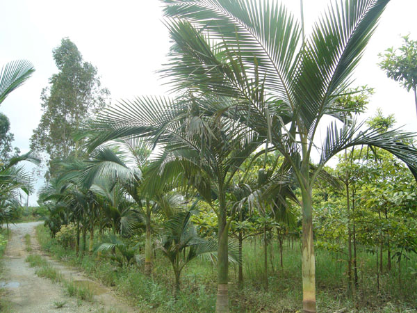 槟榔树_台湾槟榔和胖哥槟榔_三亚槟榔谷的槟榔古韵是什么意思