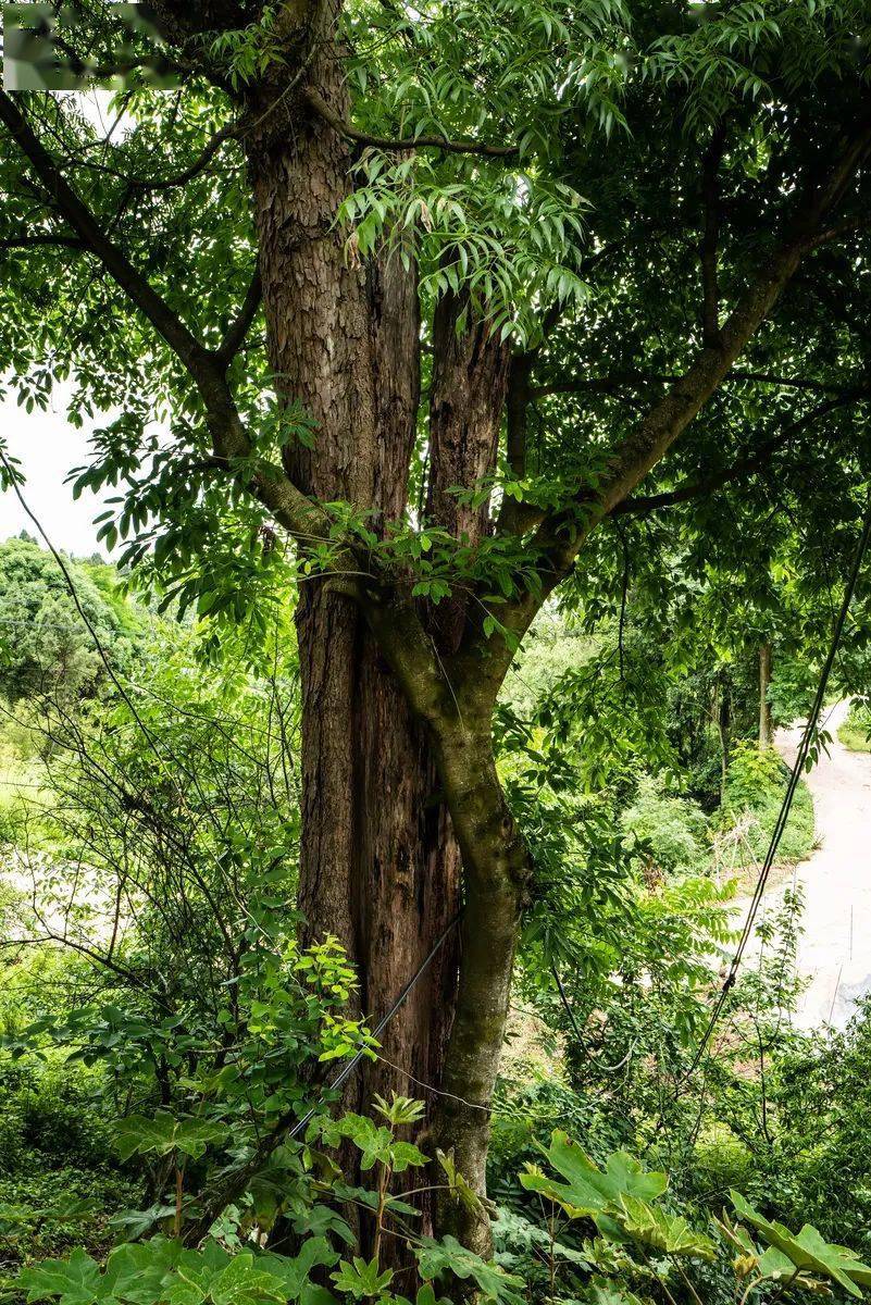 水泥假山假树怎么制作_水泥假树制作_济南水泥假树
