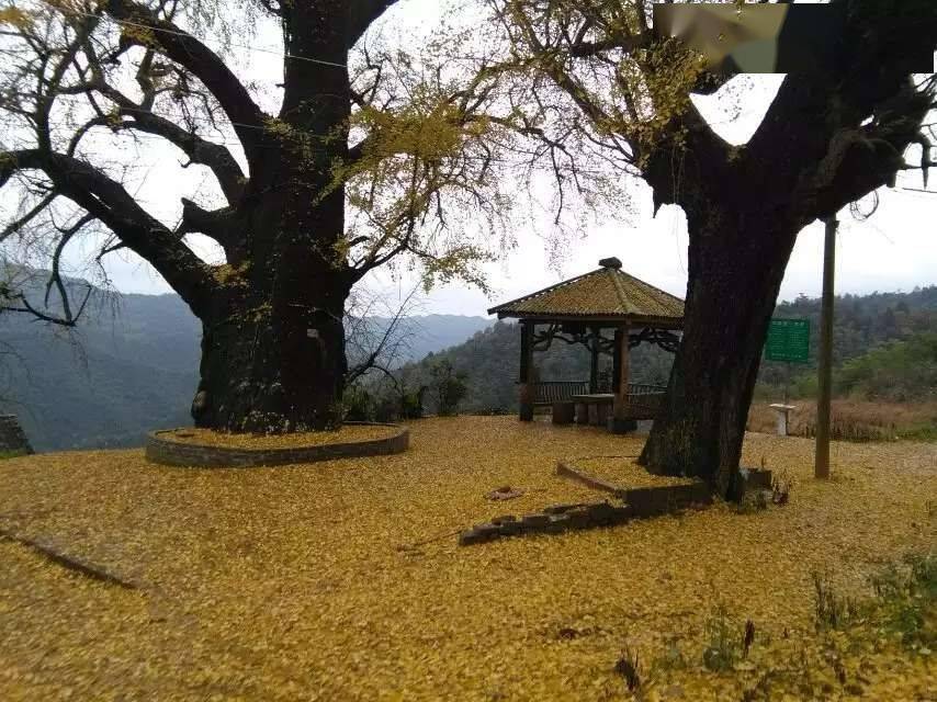 银杏祈愿树_银杏母树比公树值钱吗_仿真银杏树