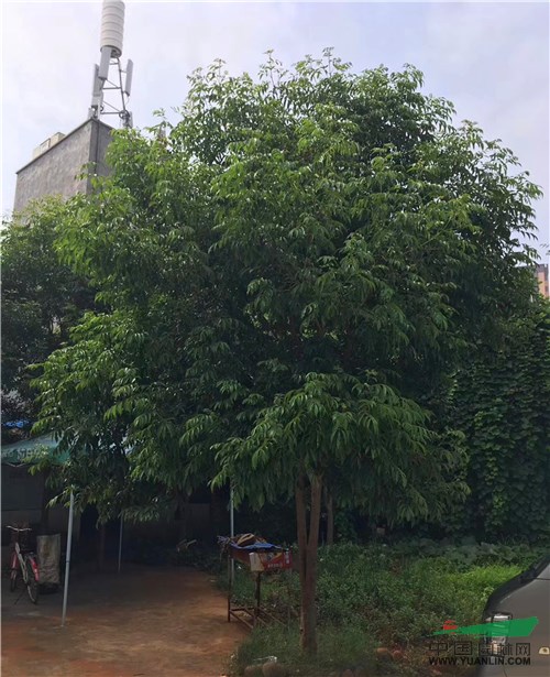 海藻树是什么样子_海藻树_淮树海藻面膜的功效与作用