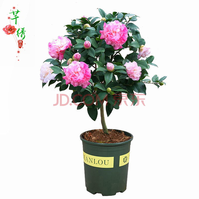 仿真园林绿植_仿真园林瓦片_室内园林仿真树