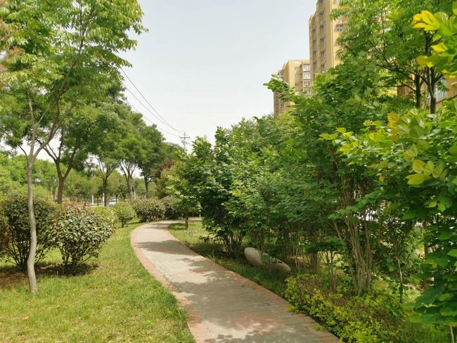 绿化树神黄豆树_绿化围挡吊钟树_海口路边绿化有什么树