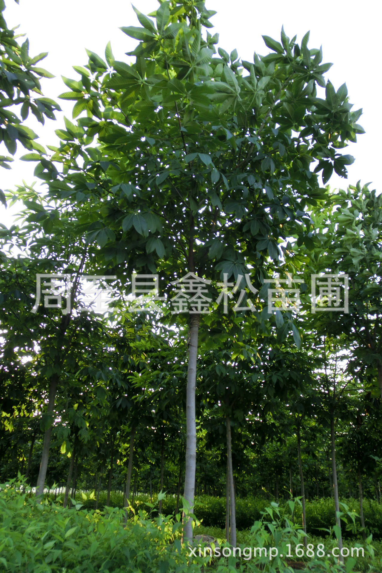 仿真led树灯_西安仿真树_仿真水泥树