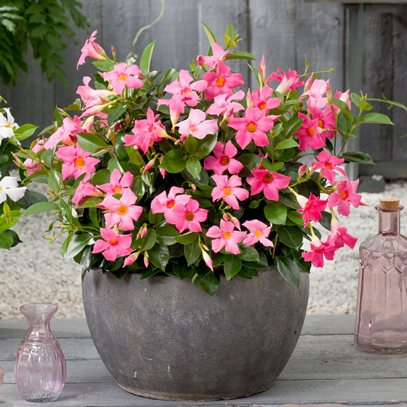 绿植墙价格_绿植墙价格_室内绿植墙立体绿化墙