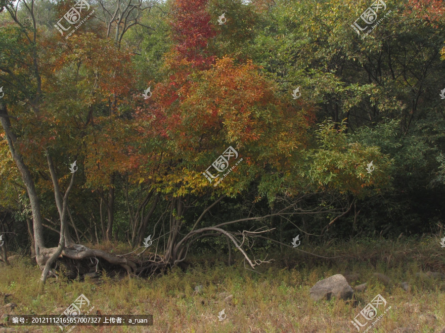 枫树_仿真枫树_虚拟仿真虚拟现实工业仿真