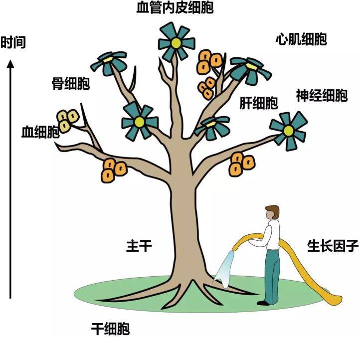 常绿针叶乔木的图片_小葵花针叶樱桃粉孕妇能吃吗_针叶树