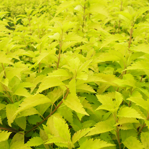 针叶树_汤臣倍健维生素c针叶樱桃_针叶樱桃维c咀嚼片孕妇能吃吗