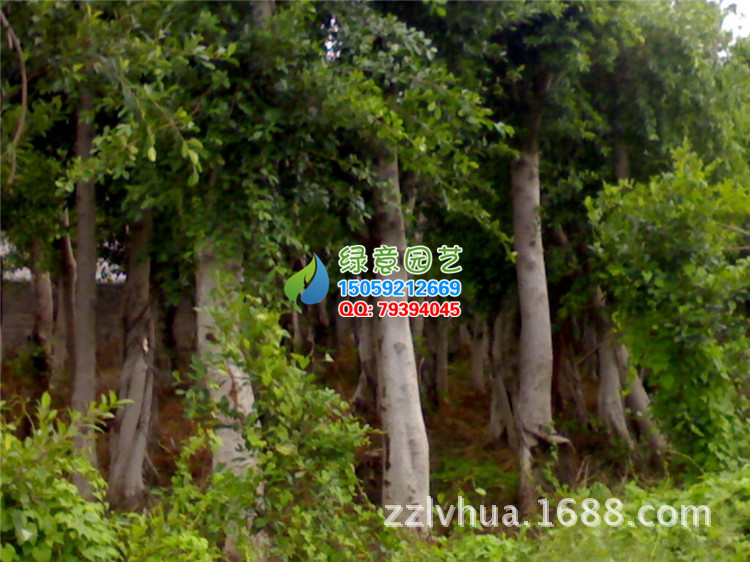 仿真榕树叶_仿真银色榕树厂家_上海仿真榕树