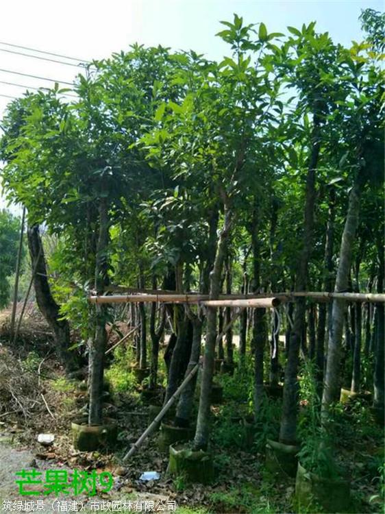 仿真绿化树_仿真绿化草_绿化树神黄豆树