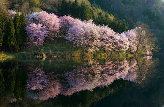 塑料仿真草坪价格_仿真樱花树仿真人造草坪_人造仿真食品培训