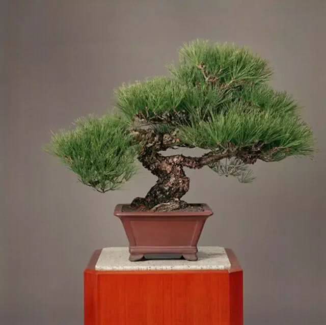 针叶树_小葵花针叶樱桃粉孕妇能吃吗_树模型之回归树,模型树,树剪枝