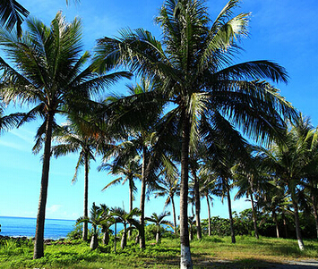 仿真led灯树_有点像椰子树的叫什么树_椰子树仿真