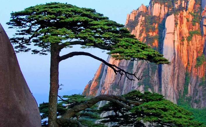 仿真松树_功能仿真 时序仿真_仿真迎客松树