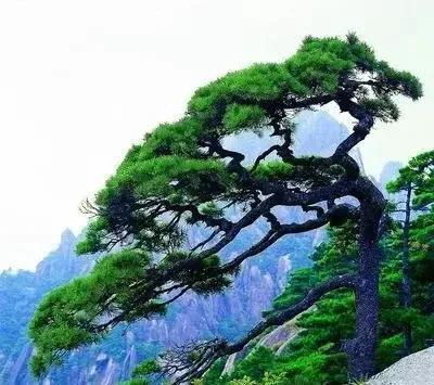 半实物仿真工业三维仿真_仿真松树_rtl仿真通过,网标仿真错误 eetop