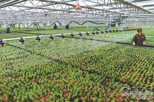 河南植物墙_绿化墙植物墙图片大全_河南植物墙公司