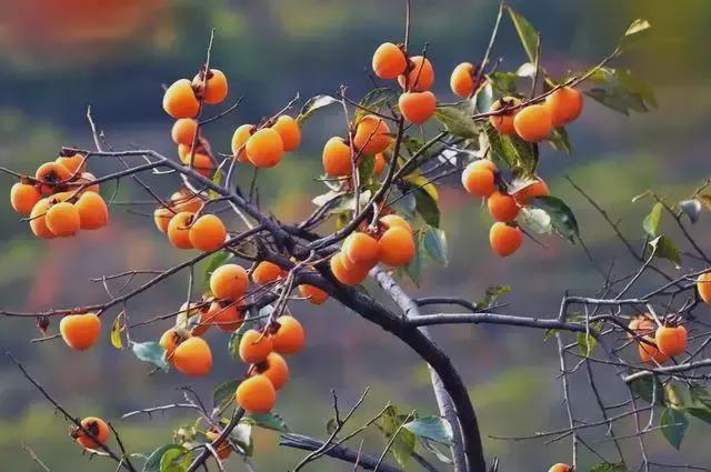 仿真柿子树_树柿子禁忌_梦见树上结满绿柿子