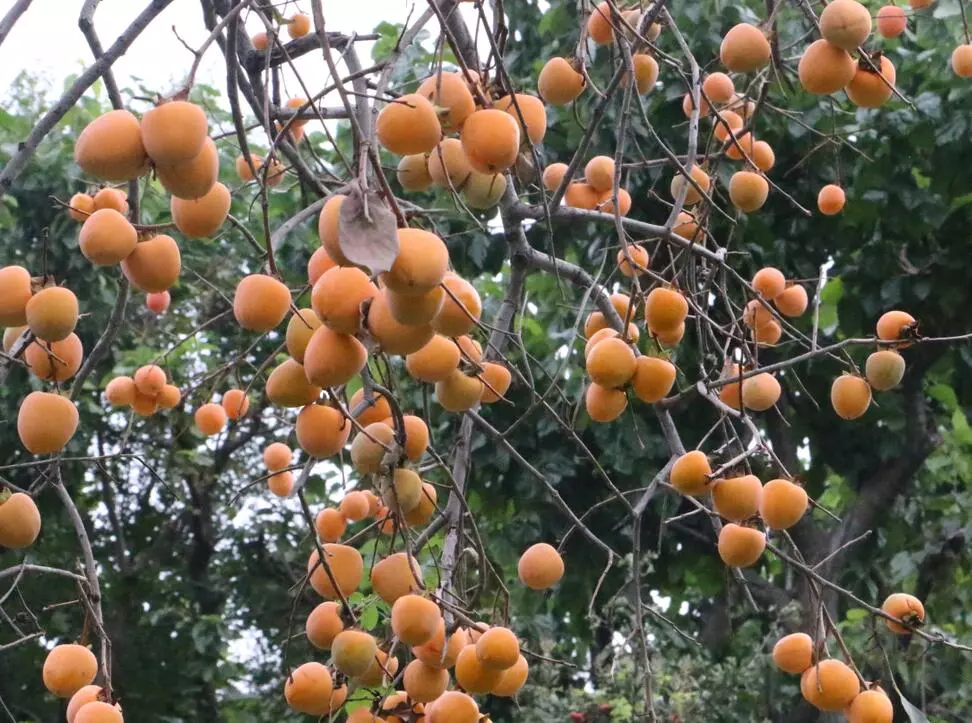 树上的黄柿子热量高吗_仿真柿子树_树柿子和什么不能同吃