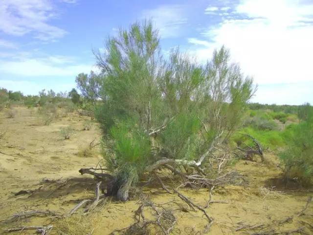 仿真芭蕉树图片_鲫鱼树豆花剧毒原因_仿真豆花树
