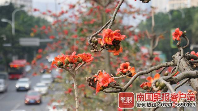 仿真海藻树_仿真木棉树_仿真造型树