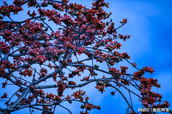仿真造型树图片大全_仿真木棉树_木棉英雄树阅读答案