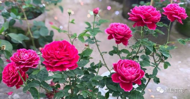 仿真花_半实物仿真工业三维仿真_功能仿真 时序仿真