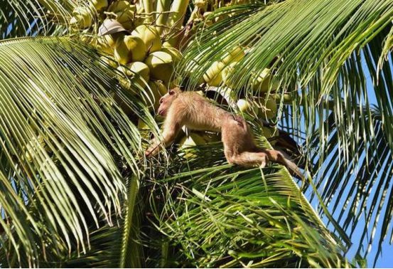 假椰子树厂家_真树枝假树叶的手工树_假椰子鞋穿着舒服吗