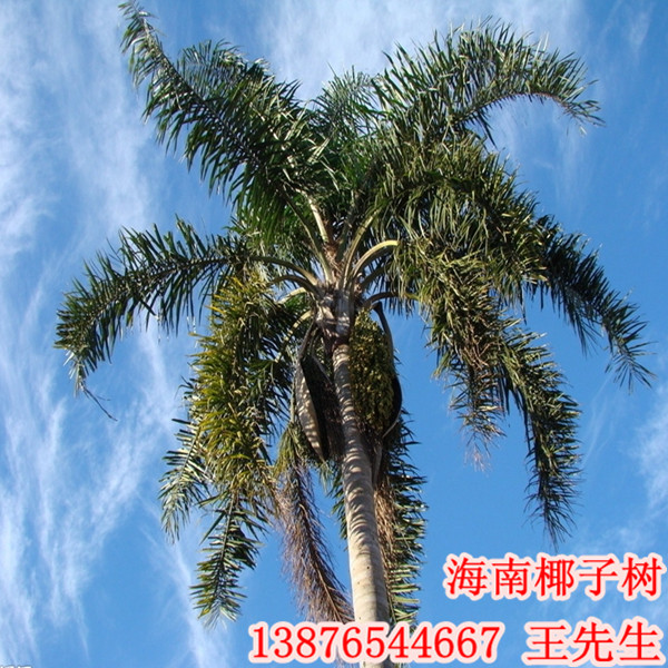 大王椰子的椰子_大王椰子图片_大王椰子