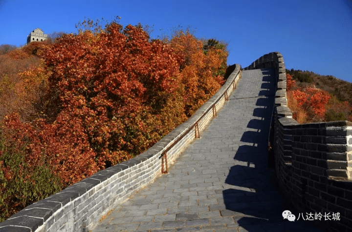 仿真树价格_仿真造型树图片大全_仿真水泥树