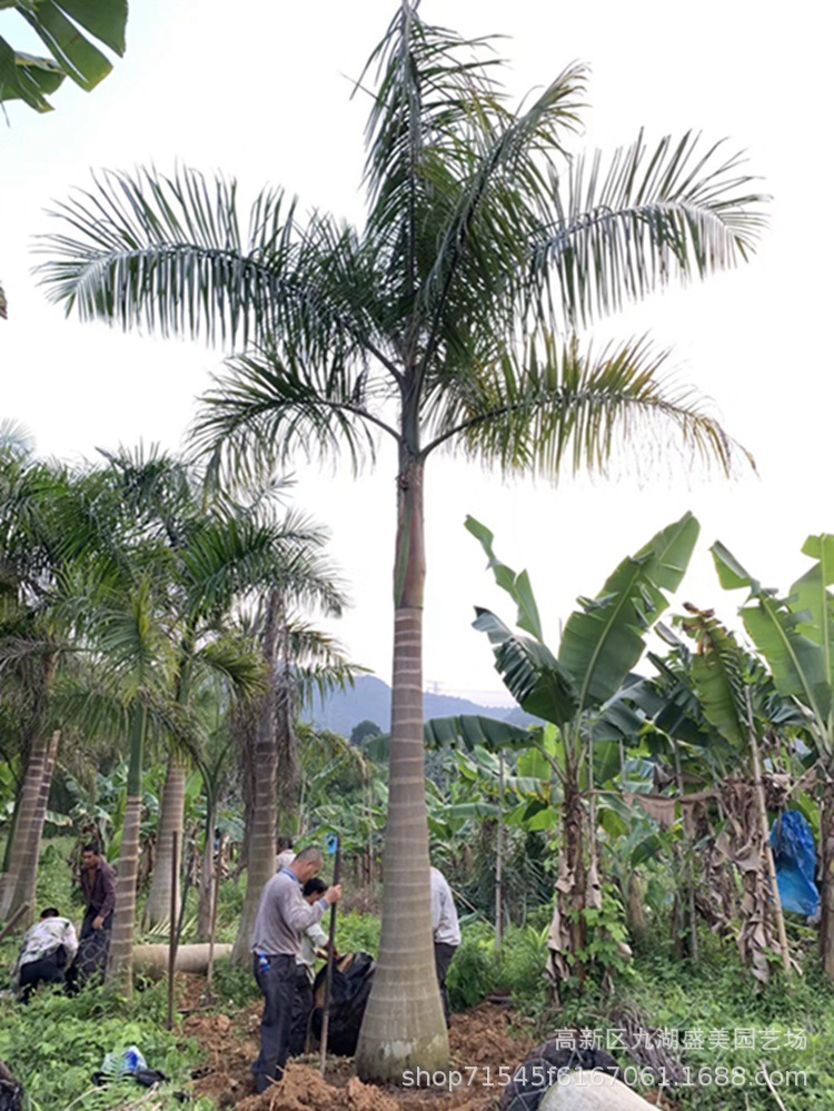 仿真大王椰子树_大王椰子和椰子区别_大王椰子 素材