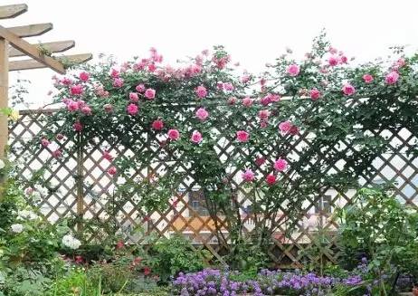 西安仿真植物墙_绿化墙植物墙_仿真玫瑰花做成植物墙造型图片