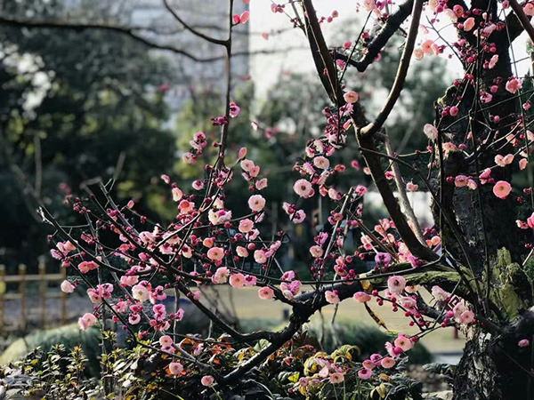 仿真桃花树垂直绿化_仿真绿化墙植物墙_仿真垂直绿化植物墙