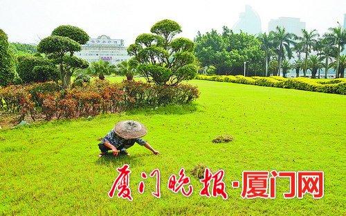 公园的草坪到底该不该踩 需向市民开房吗？