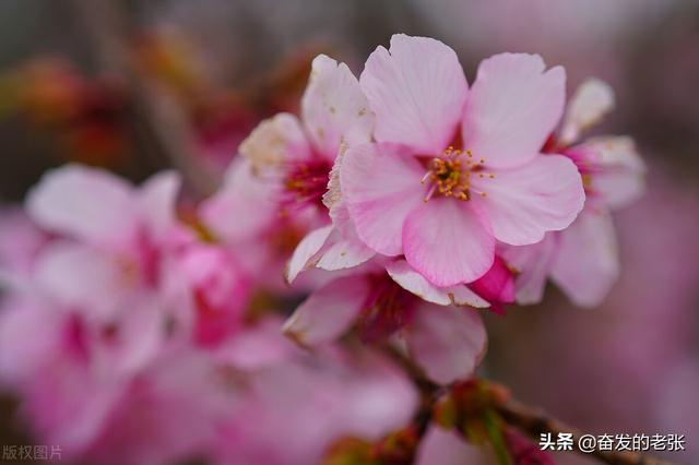 粗榧树绿化用量大吗?_仿真桃花树垂直绿化_仿真垂直绿化植物墙