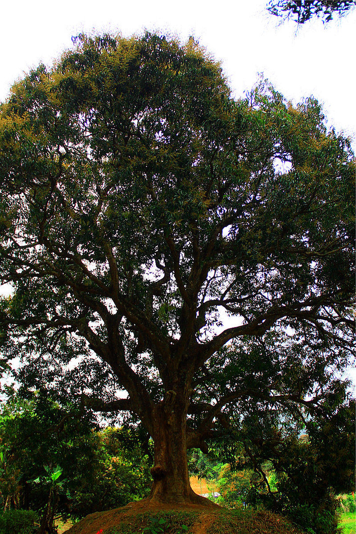 大王椰子覆土_大王椰子高度_仿真大王椰子树