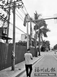 椰子树落叶重达数公斤 居然把路边小车都砸凹了