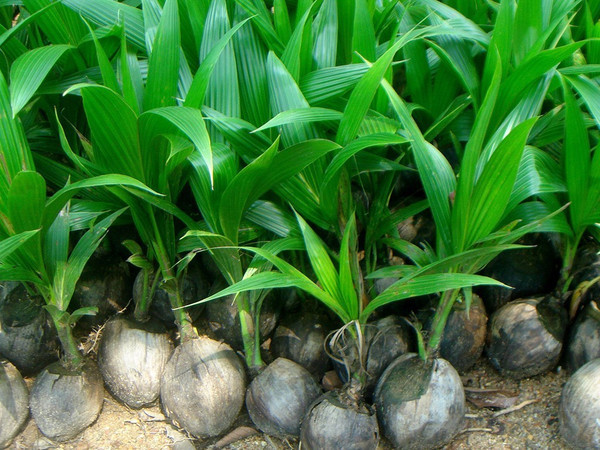 大王椰子高度_大王椰子覆土_仿真大王椰子树