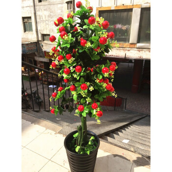 枳树跟橘子树的区别_仿真橘子树_仿真芭蕉树图片