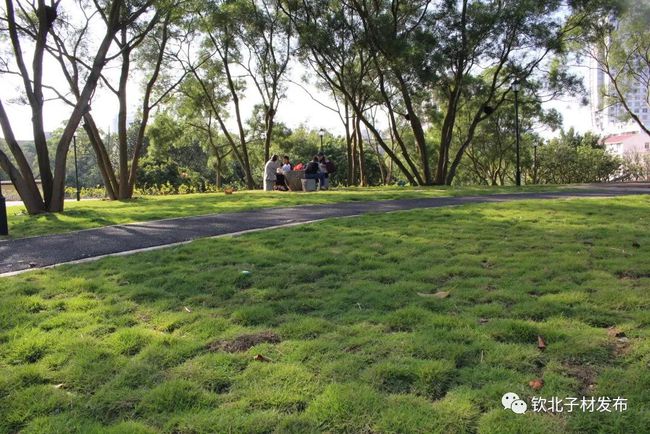 大亚湾花千树苑小区有绿化吗_绿化围挡吊钟树_绿化景观树