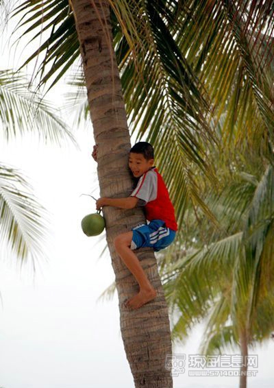 假花假树图片大全_假椰子树_贾凯里尼 假椰子