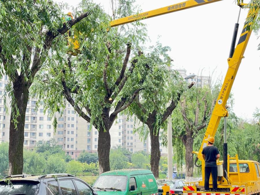 仿真柳树_柳树什么时候开花_水曲柳树