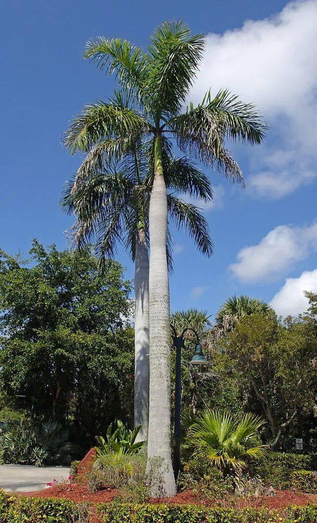 仿真椰子树_仿真海藻树_客厅仿真盆景树