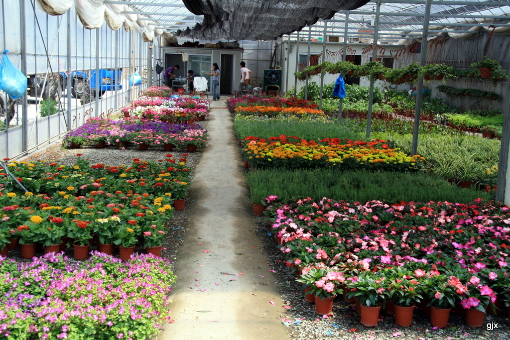 东莞仿真花卉市场_东莞58同城植物_东莞仿真植物