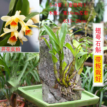 仿真竹子_仿真竹子价格贵吗_仿真竹子价格