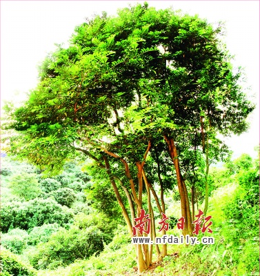 东莞仿真树_仿真led灯树_仿真假山树旨意景r山