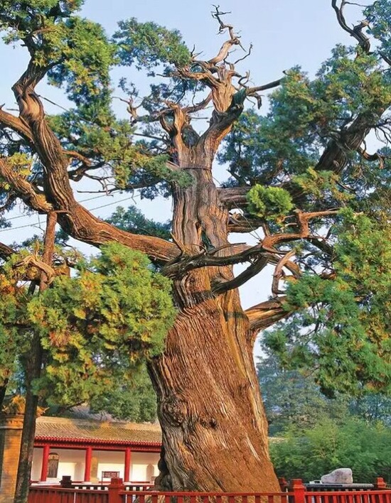 仿真桃花大型树在哪买_东莞仿真树_仿真led树灯