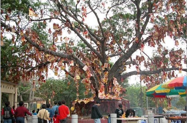 塑料树仿真大树_仿真桃花大型树在哪买_仿真树价格