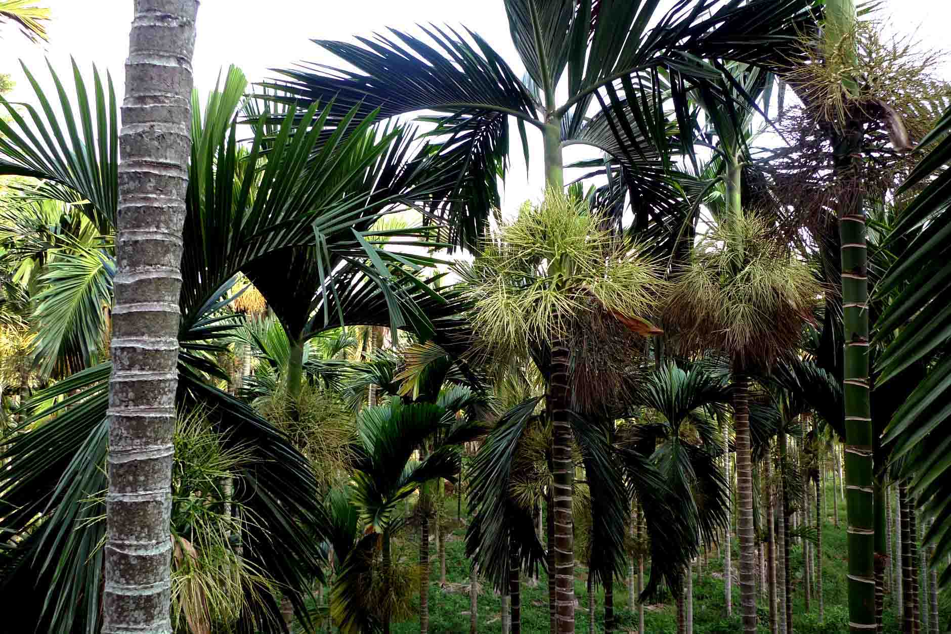 仿真盆景树_仿真造型树图片大全_仿真槟榔树