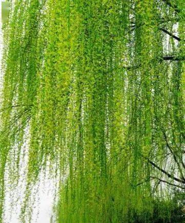 rtl仿真通过,网标仿真错误 eetop_仿真柳树_fluent仿真涡流器仿真