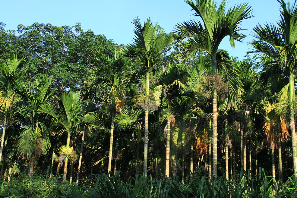 塑料树仿真大树_仿真盆景树_仿真槟榔树